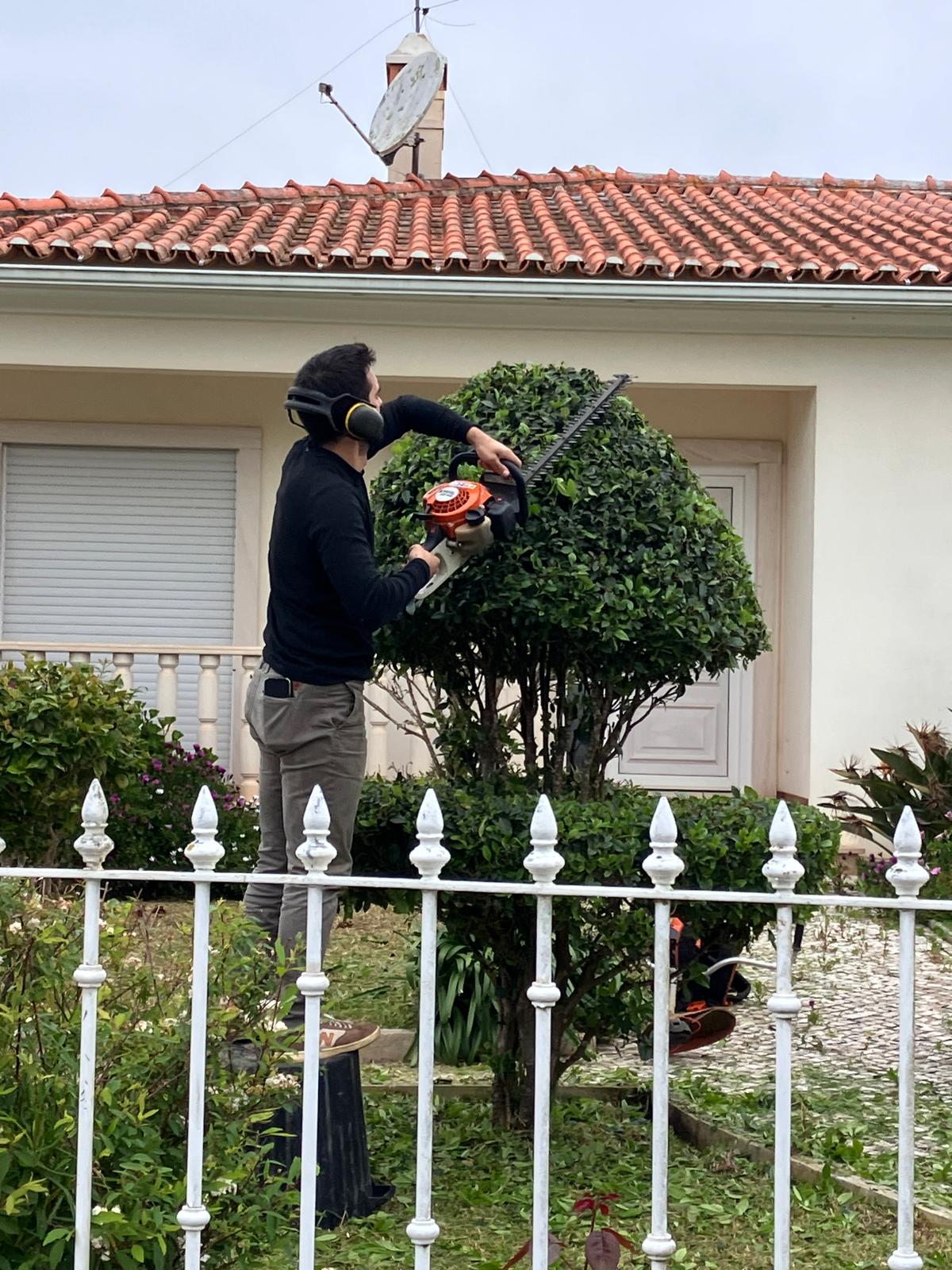 Papa Matos Leiria - Leiria - Plantação de Árvores