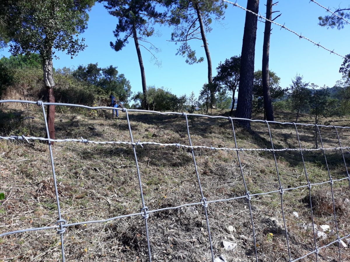 JB.paula - Arcos de Valdevez - Poda e Manutenção de Árvores