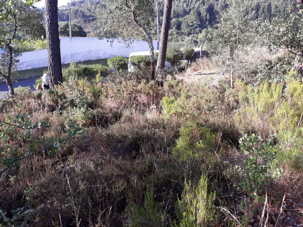 JB.paula - Arcos de Valdevez - Poda e Manutenção de Árvores