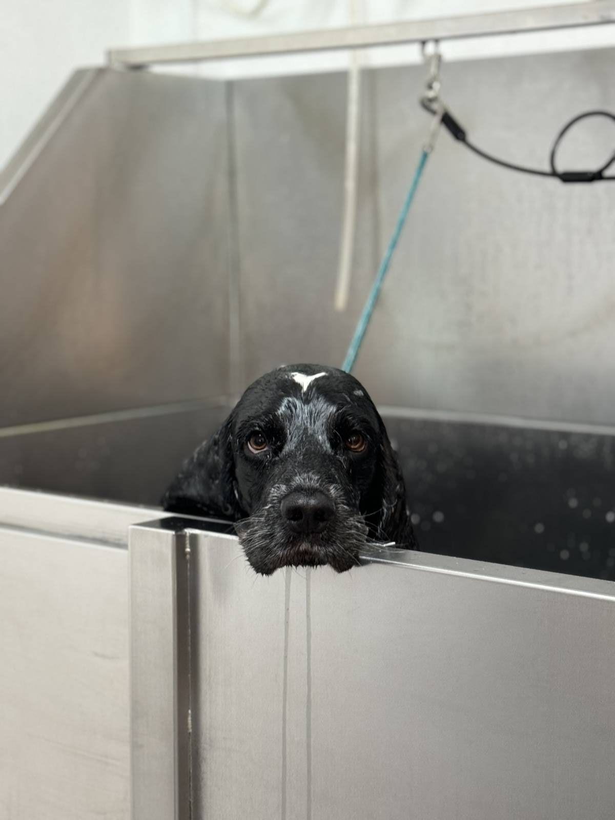CarolinaNeves Grooming&Hotel - Sintra - Cuidados para Animais de Estimação
