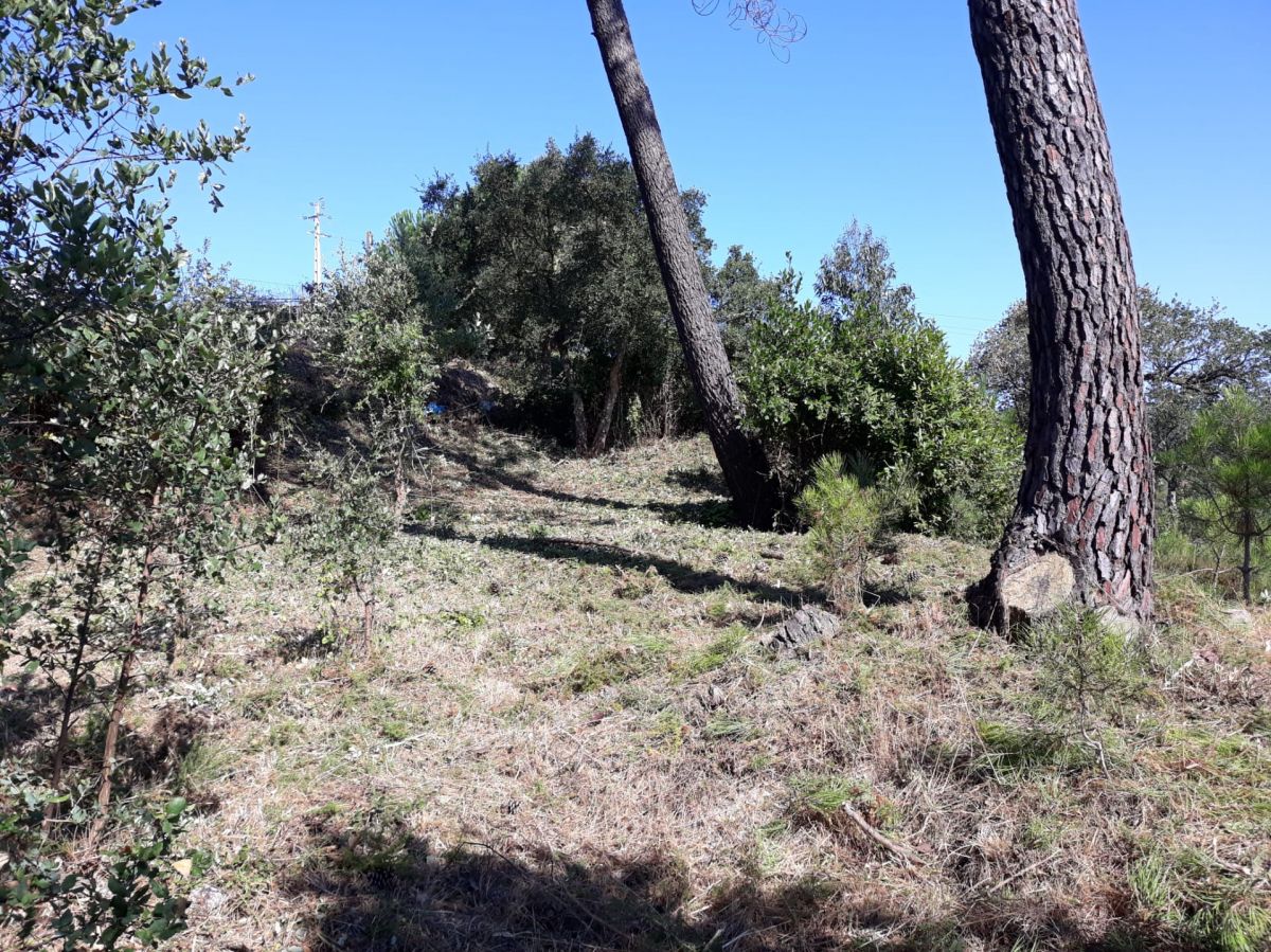 JB.paula - Arcos de Valdevez - Limpeza de Propriedade