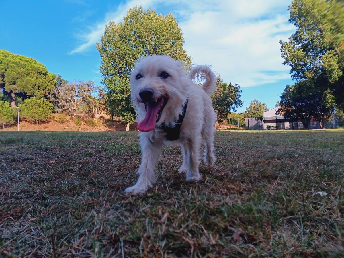 Sofia Fernandes - Setúbal - Hospedaje de perros