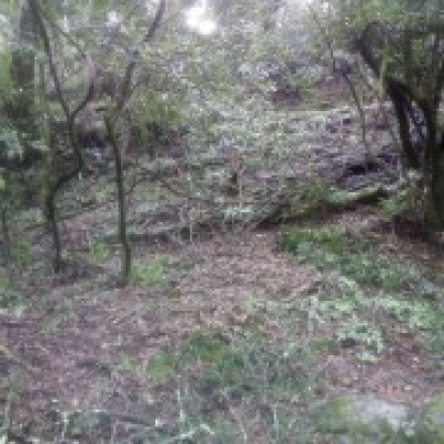JB.paula - Arcos de Valdevez - Limpeza de Terrenos