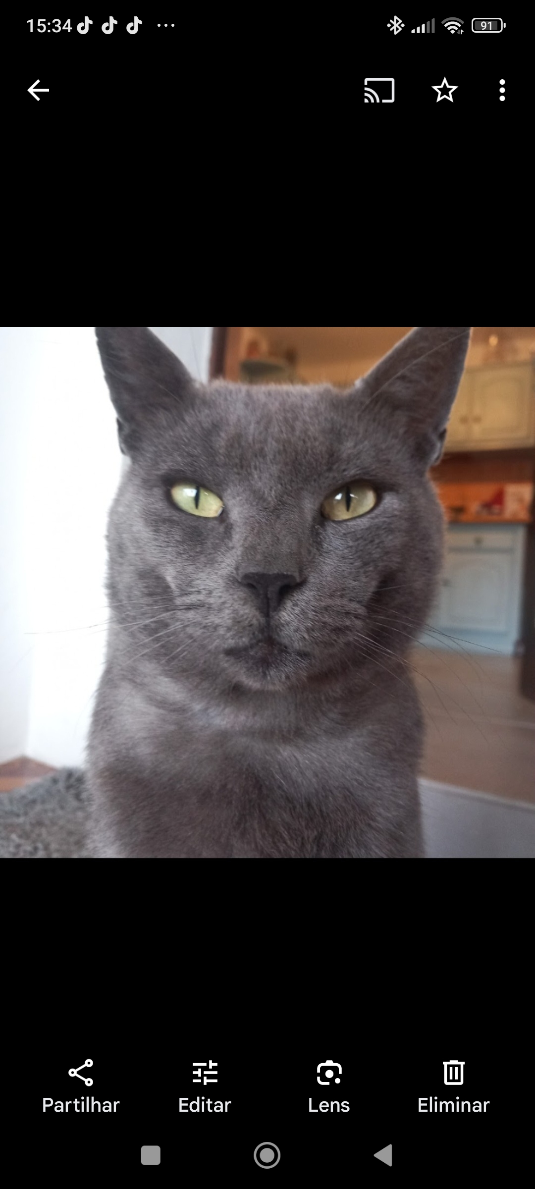 Ana Vieira - Torres Vedras - Garde de chat