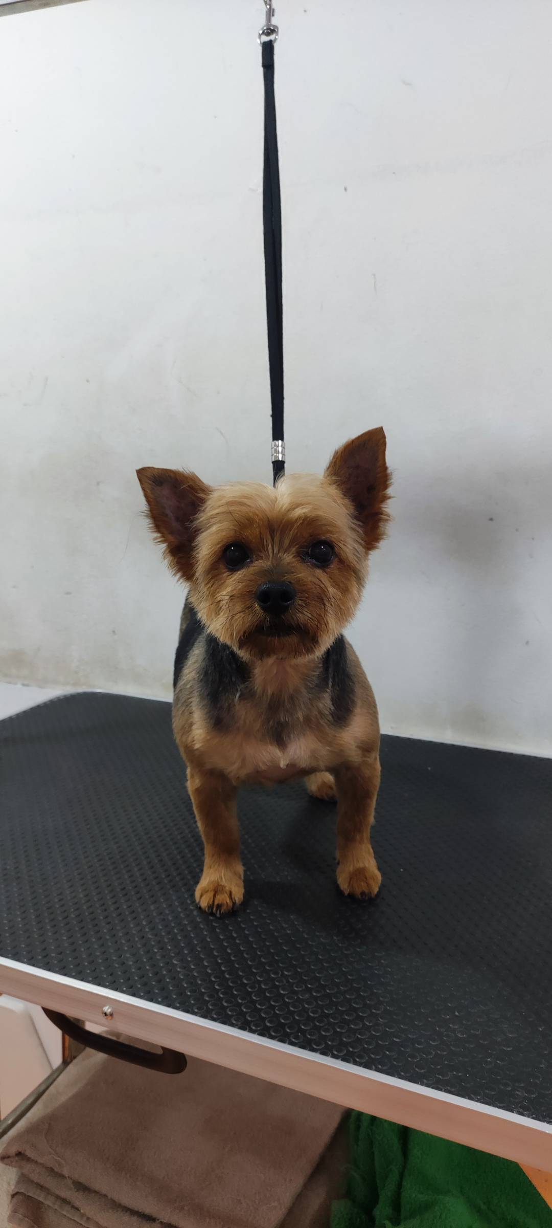 Bárbara Canato Grooming - Setúbal - Pet Sitting e Pet Walking