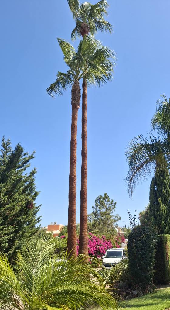 GREENSEQUEIRA - Gardens Construction + Trees - Silves - Bobcat Services