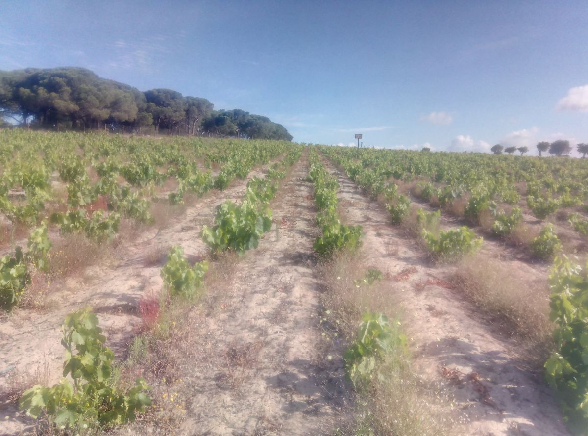 JB.paula - Arcos de Valdevez - Poda e Manutenção de Árvores