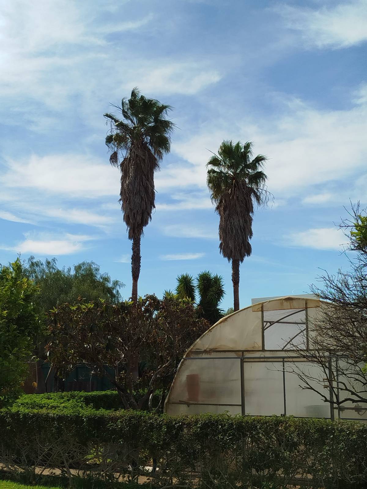 GREENSEQUEIRA - Gardens Construction + Trees - Silves - Landscaping