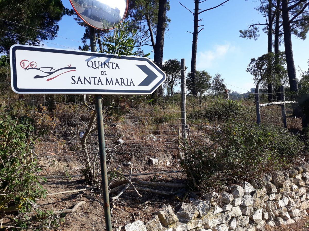 JB.paula - Arcos de Valdevez - Poda e Manutenção de Árvores