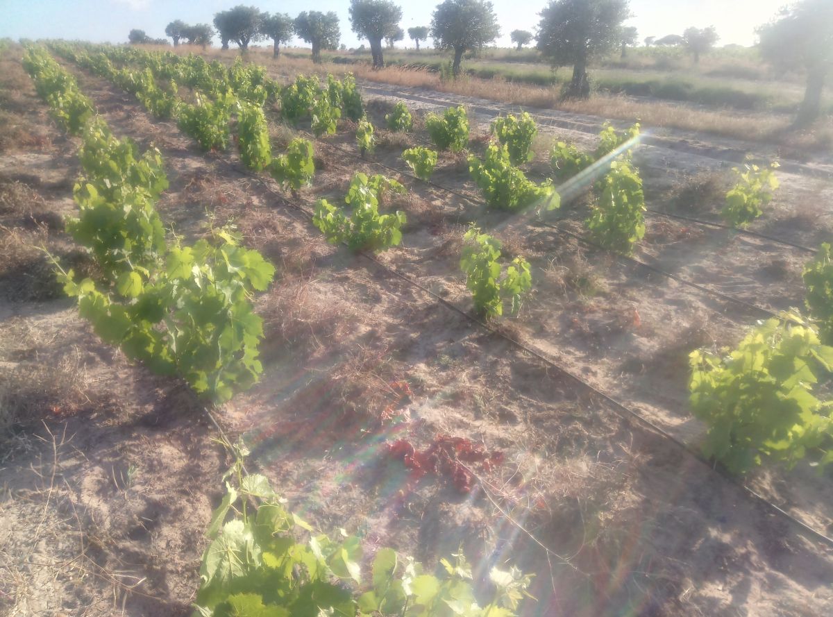 JB.paula - Arcos de Valdevez - Poda e Manutenção de Árvores