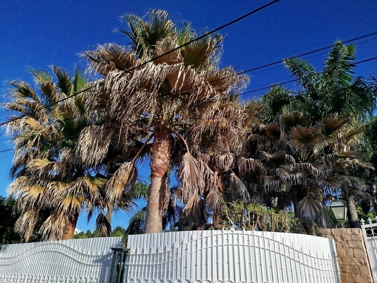 GREENSEQUEIRA - Gardens Construction + Trees - Silves - Weeding