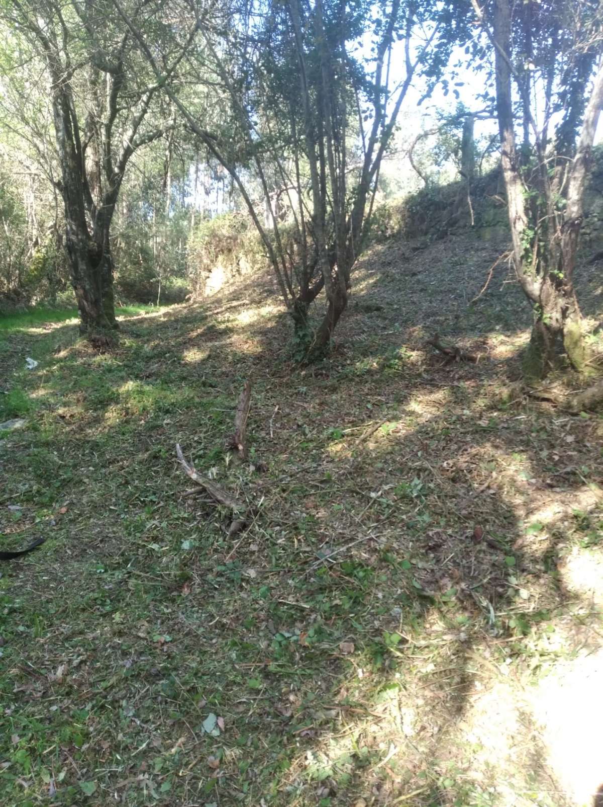 JB.paula - Arcos de Valdevez - Limpeza de Propriedade