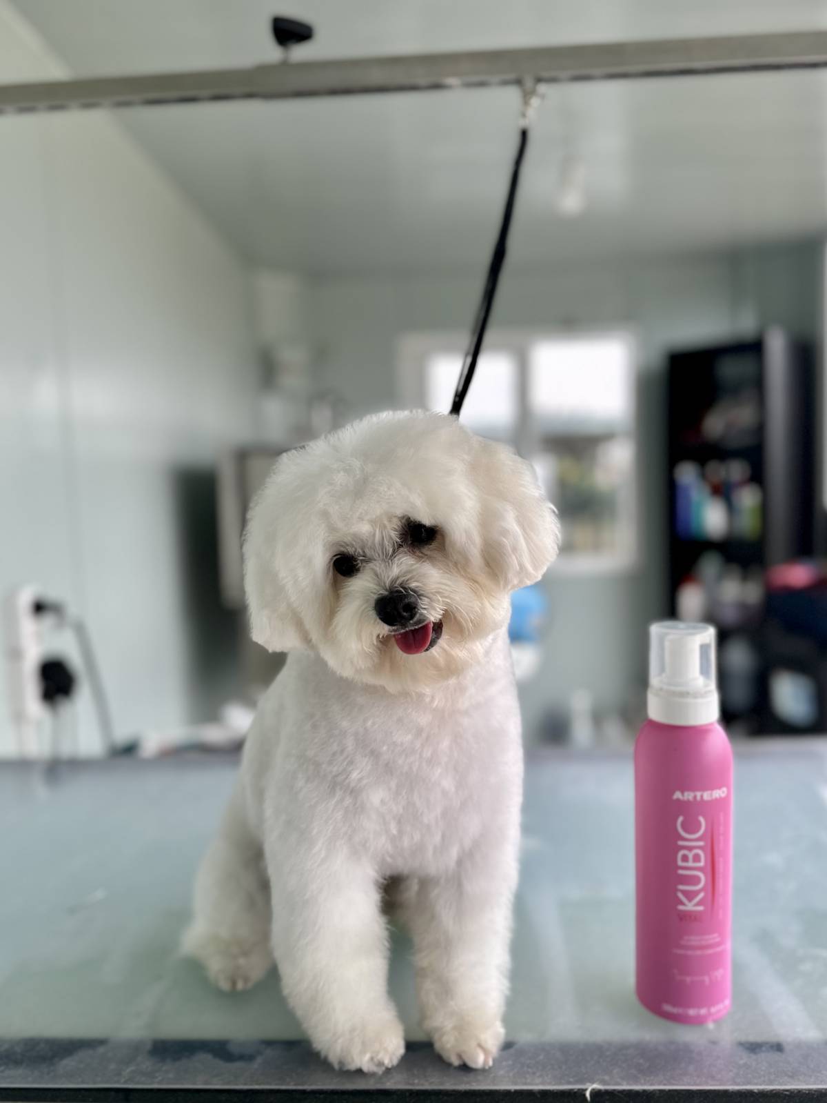 CarolinaNeves Grooming&Hotel - Sintra - Hotel de Animais de Estimação
