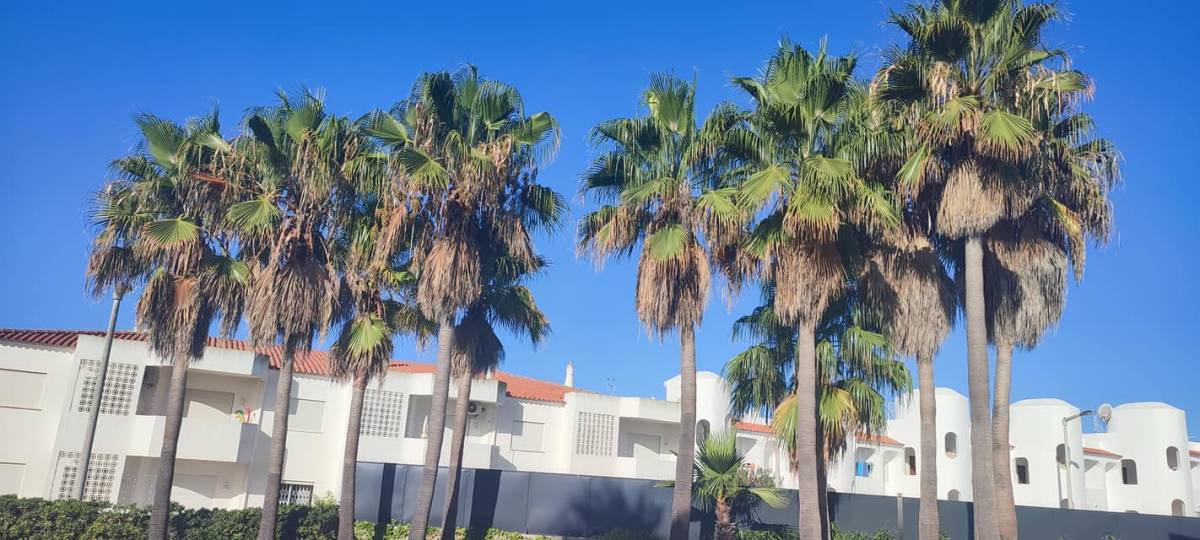 GREENSEQUEIRA - Gardens Construction + Trees - Silves - Drip Irrigation System Maintenance