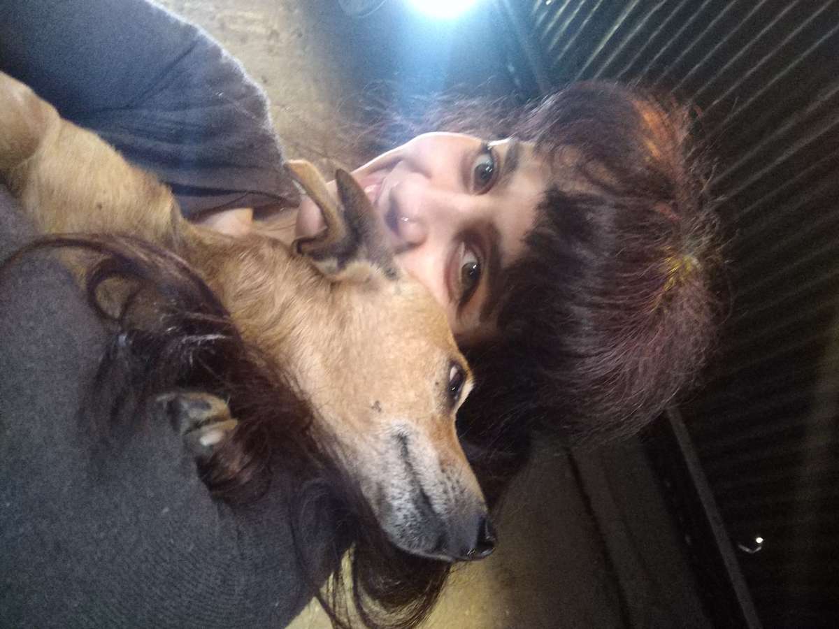 Sofia Fernandes - Setúbal - Cuidar tus perros