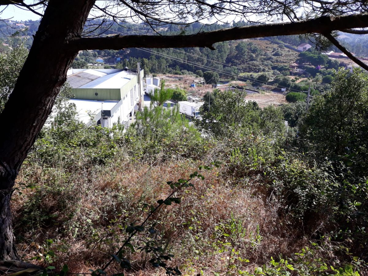 JB.paula - Arcos de Valdevez - Poda e Manutenção de Árvores