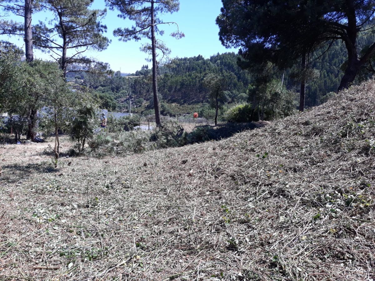 JB.paula - Arcos de Valdevez - Poda e Manutenção de Árvores