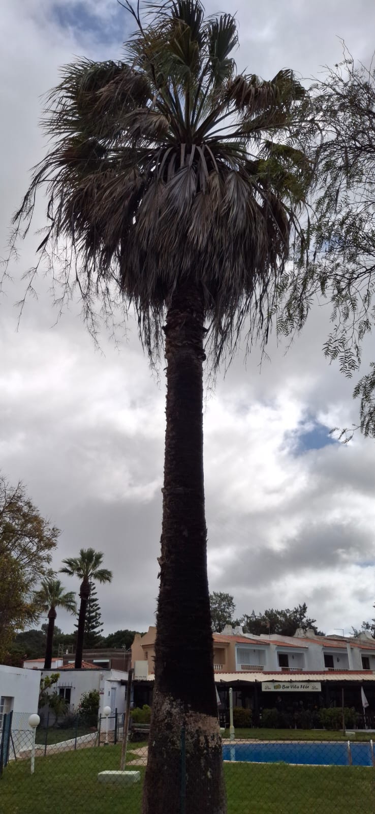 GREENSEQUEIRA - Gardens Construction + Trees - Silves - Outdoor Landscaping