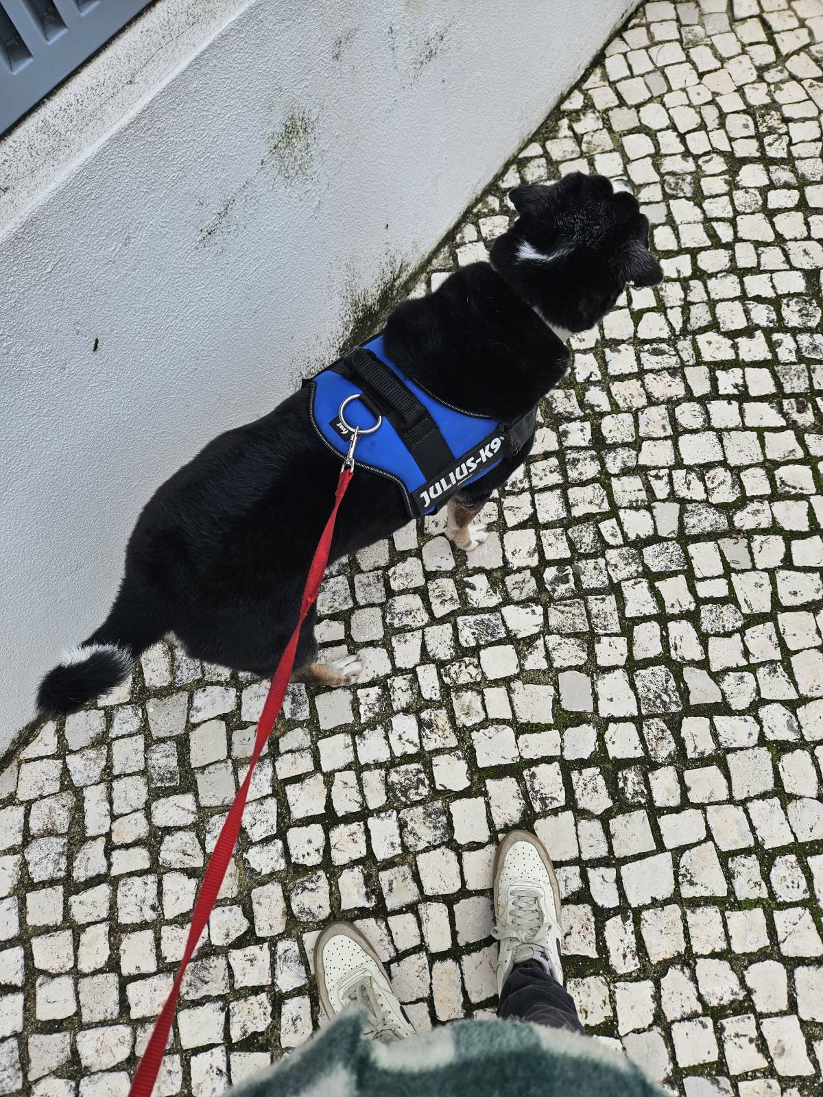 Bernardo Máximo Silva - Cascais - Cat Sitting