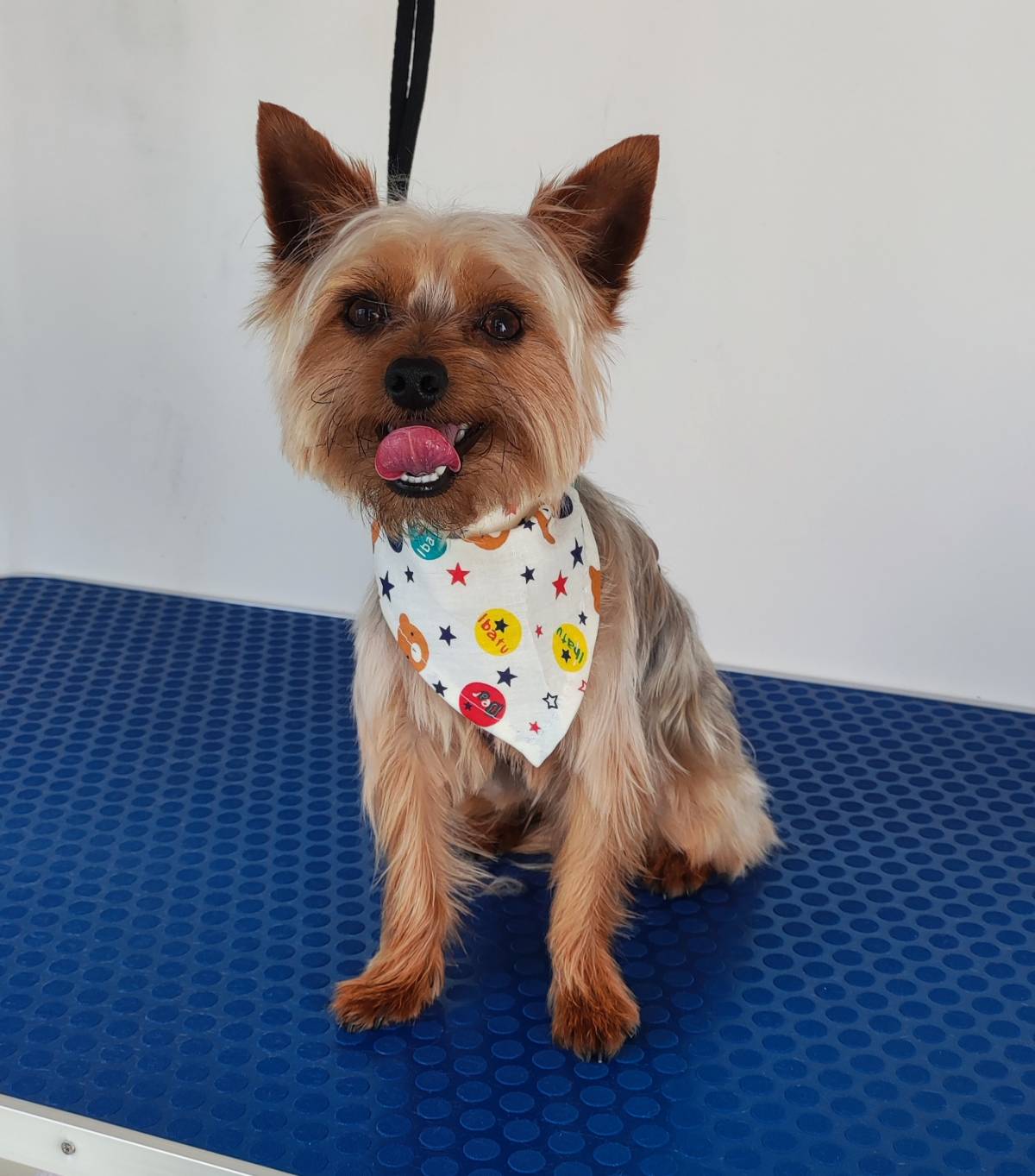 Bárbara Canato Grooming - Setúbal - Banhos e Tosquias para Animais