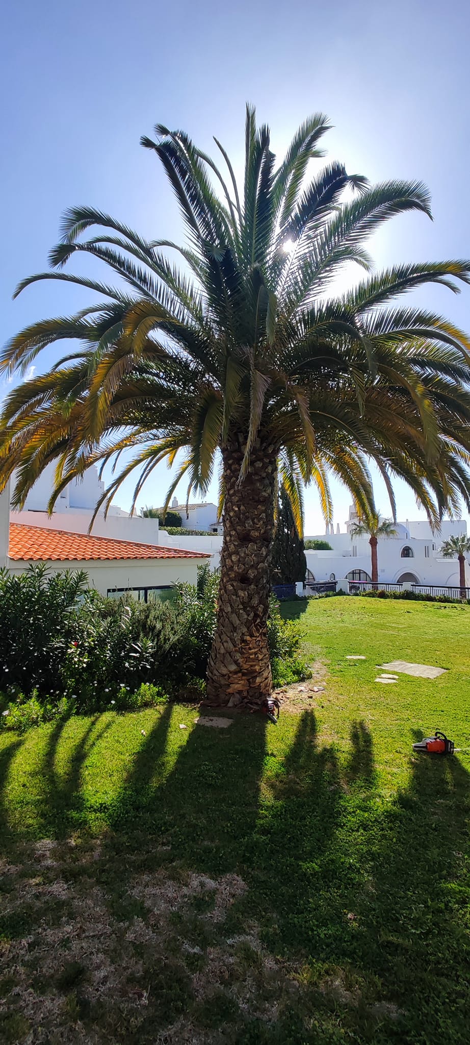 GREENSEQUEIRA - Gardens Construction + Trees - Silves - Land Clearance