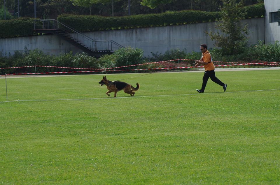 Tiago Baptista - Braga - Dog Training - Private Lessons