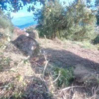 JB.paula - Arcos de Valdevez - Poda e Manutenção de Árvores