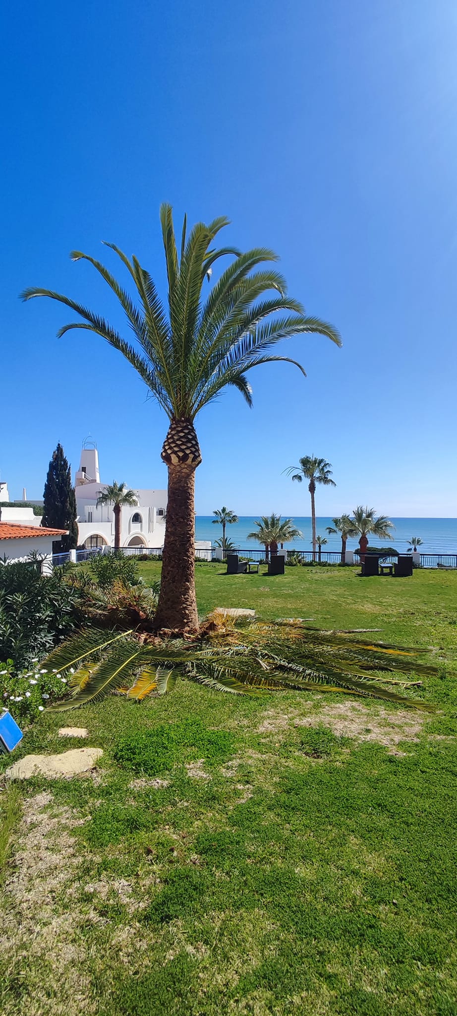 GREENSEQUEIRA - Gardens Construction + Trees - Silves - Shrub Removal