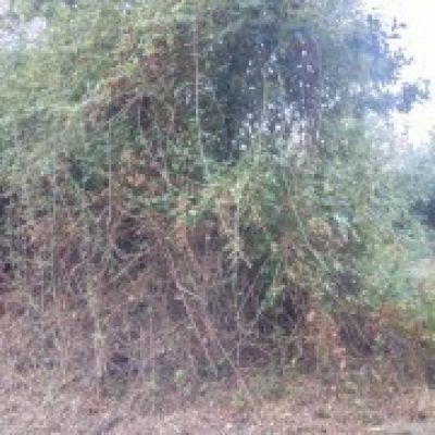JB.paula - Arcos de Valdevez - Jardinagem e Relvados