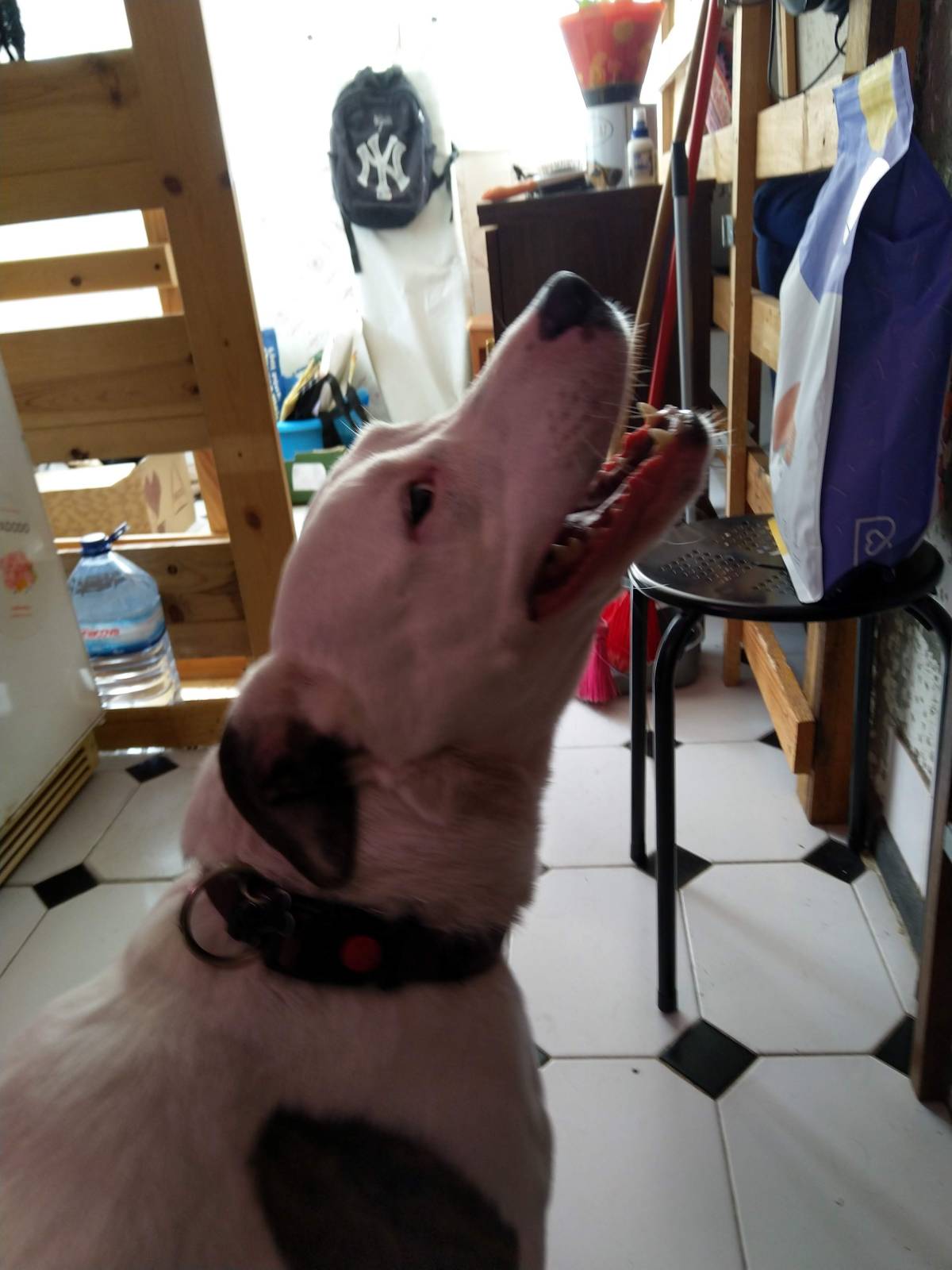 Sofia Fernandes - Setúbal - Cuidado de mascotas