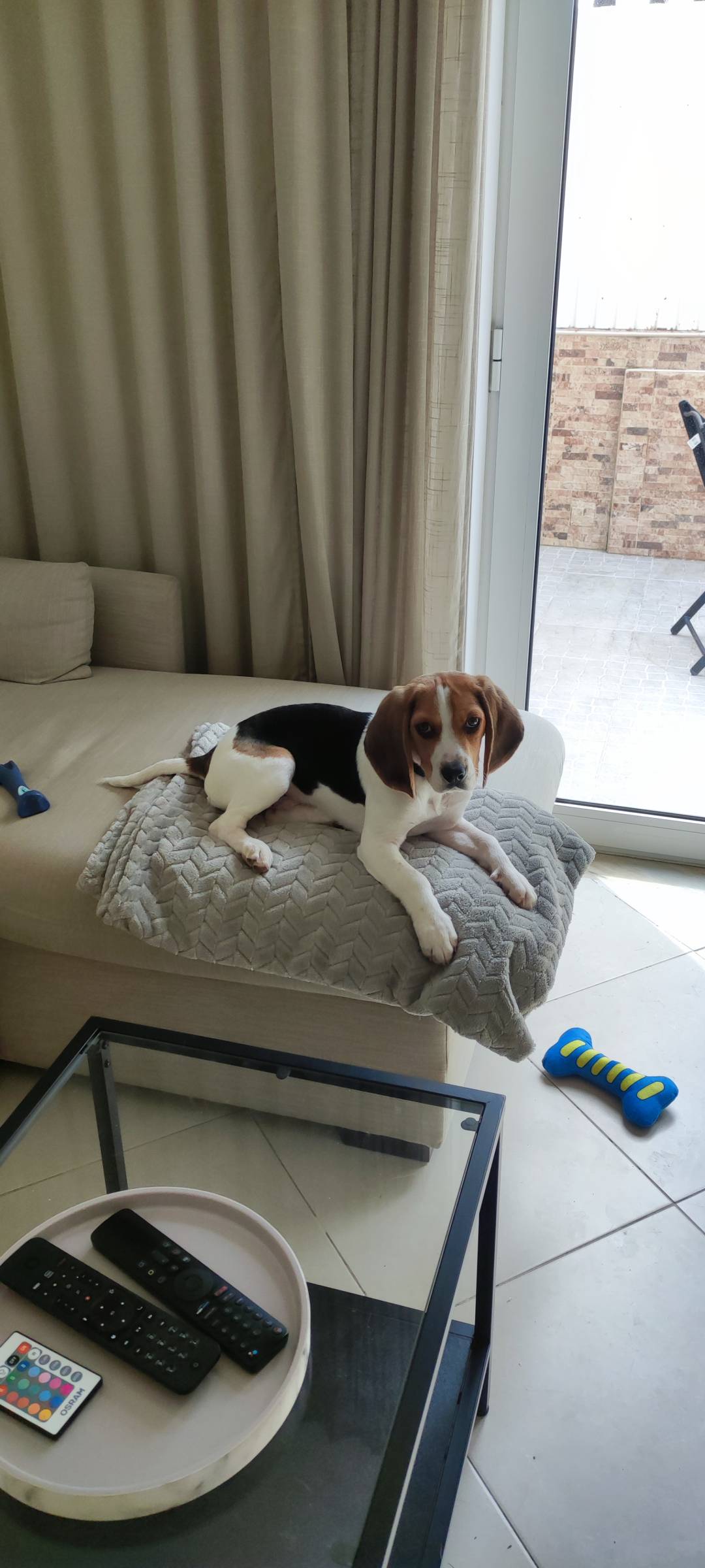 Bárbara Canato Grooming - Setúbal - Cuidados para Animais de Estimação