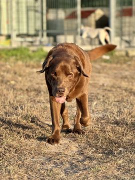 Pet Care and Grooming - Carolina Neves - Fochriw