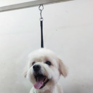 Bárbara Canato Grooming - Setúbal - Pet Sitting