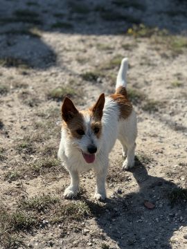 CarolinaNeves Grooming&Hotel - Sintra - Banhos e Tosquias para Animais
