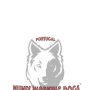 Nuno Nunes - Salvaterra de Magos - Dog Training - Private Lessons
