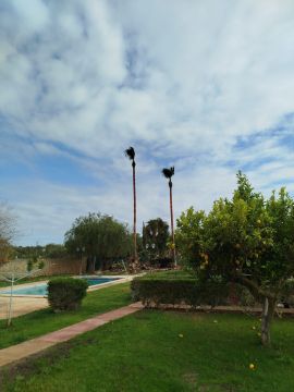 GREENSEQUEIRA - Gardens Construction + Trees - Silves - Gardening