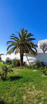 GREENSEQUEIRA - Gardens Construction + Trees - Silves - Artificial Turf Installation