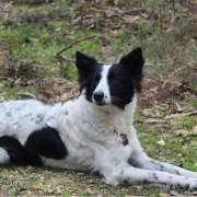 Nuno Nunes - Salvaterra de Magos - Dog Training - Private Lessons