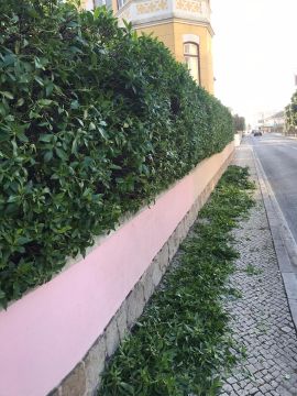 Eugeniu - Amadora - Corte e Aparação de Relvado