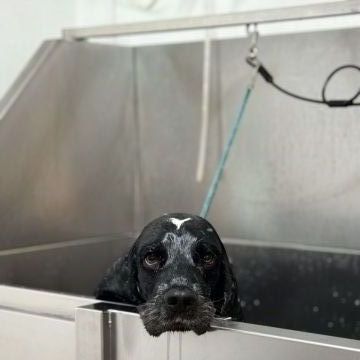 CarolinaNeves Grooming&Hotel - Sintra - Cuidados para Animais de Estimação