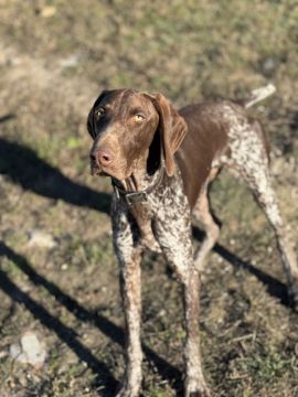 Hundetraining - Carolina Neves - 