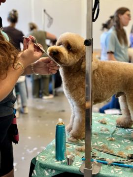 Pet Boarding and Daycare - Carolina Neves - Fochriw