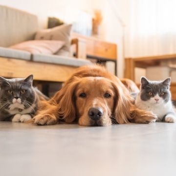 Luna - Leiria - Hundeausführung