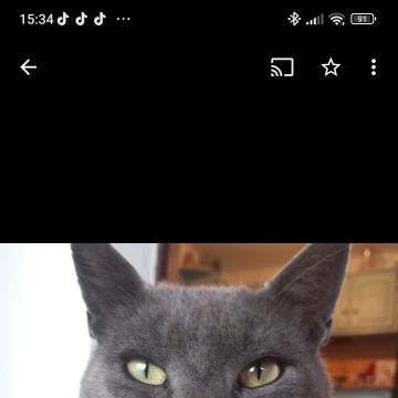 Ana Vieira - Torres Vedras - Garde de chat
