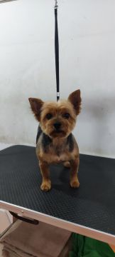 Bárbara Canato Grooming - Setúbal - Pet Sitting e Pet Walking