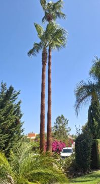 GREENSEQUEIRA - Gardens Construction + Trees - Silves - Bobcat Services