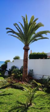 GREENSEQUEIRA - Gardens Construction + Trees - Silves - Artificial Turf Installation