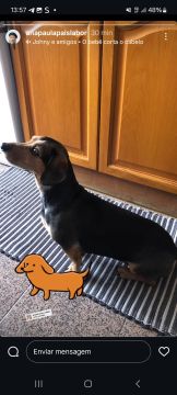 Dog Hotel