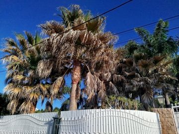 GREENSEQUEIRA - Gardens Construction + Trees - Silves - Weeding