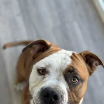 Treino de Cães - Carolina Neves - Sintra